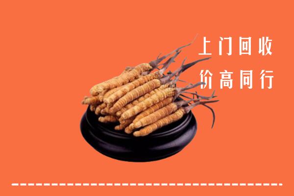 附近收购：延寿县冬虫夏草回收多少钱每克